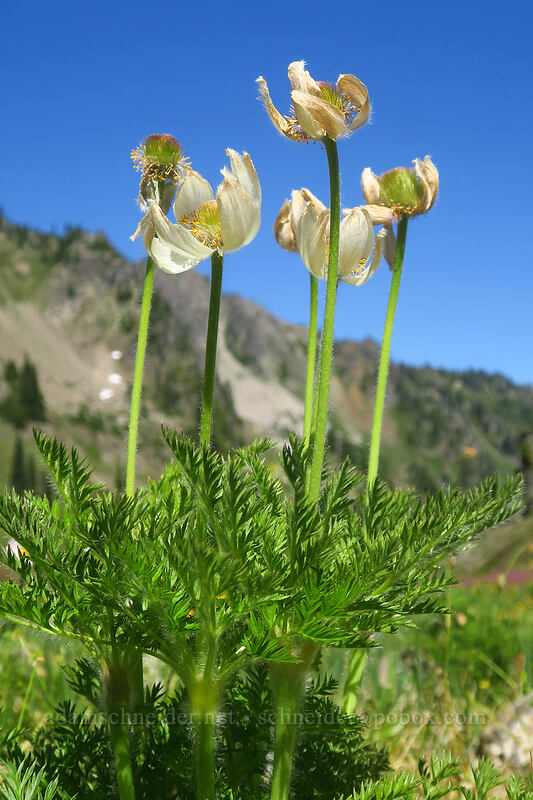 western pasqueflowers (Anemone occidentalis (Pulsatilla occidentalis)) [above Lake of the Angels, Olympic National Park, Mason County, Washington]
