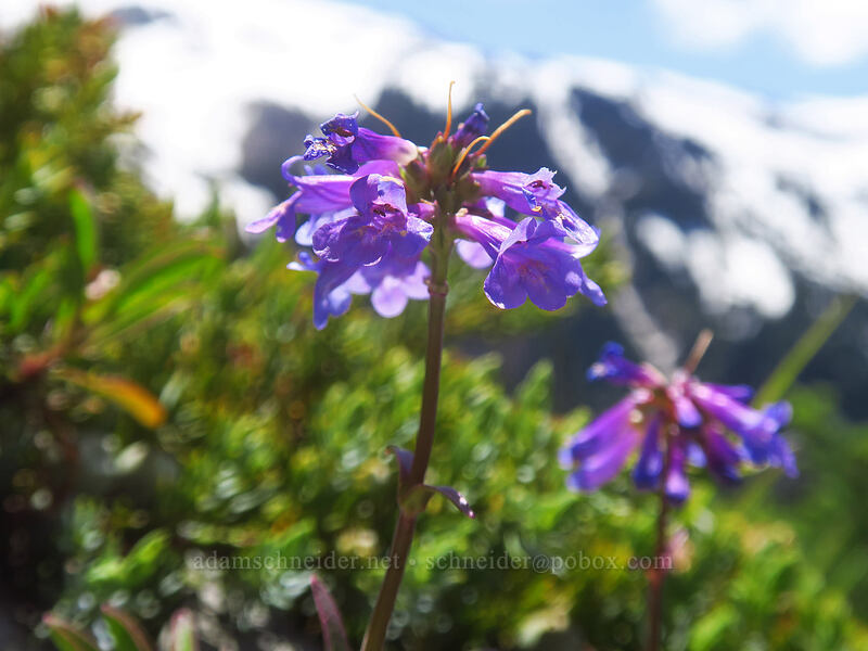 small-flowered penstemon (Penstemon procerus var. tolmiei) [McNeil Point scramble trail, Mt. Hood Wilderness, Clackamas County, Oregon]