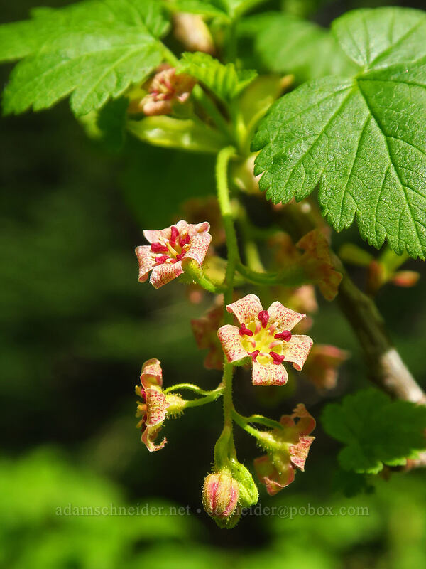 maple-leaf currant flowers (Ribes acerifolium (Ribes howellii)) [Timberline Trail, Mt. Hood Wilderness, Hood River County, Oregon]