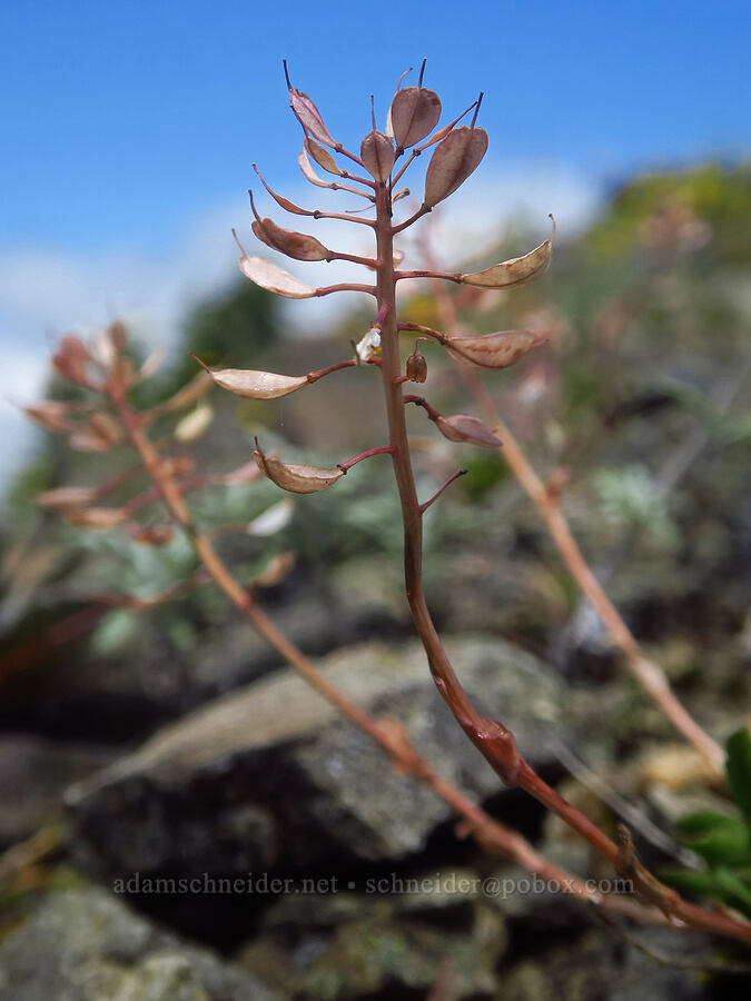 alpine penny-cress seeds (Noccaea fendleri ssp. glauca (Thlaspi fendleri var. glaucum)) [Nasty Rock, Clackamas County, Oregon]
