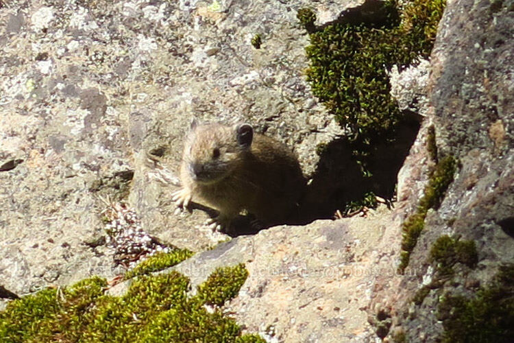 pika (Ochotona princeps) [below Not Nasty Rock, Willamette National Forest, Marion County, Oregon]
