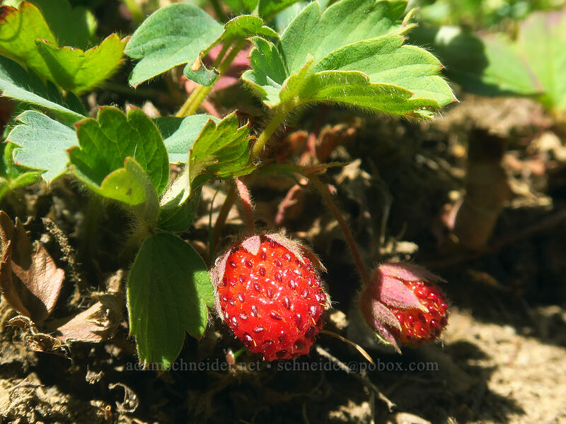 wild strawberries (Fragaria virginiana) [Noble Knob, Norse Peak Wilderness, Pierce County, Washington]