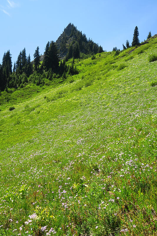 Yakima Peak & Cascade asters (Eucephalus ledophyllus (Aster ledophyllus)) [Chinook Pass, Okanogan-Wenatchee National Forest, Yakima County, Washington]