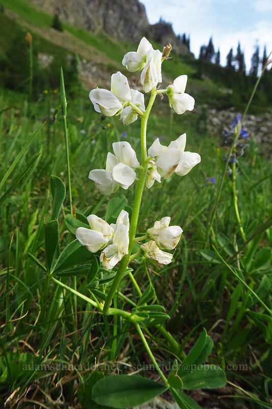 white lupine (Lupinus latifolius) [Naches Peak, Mount Rainier National Park, Pierce County, Washington]