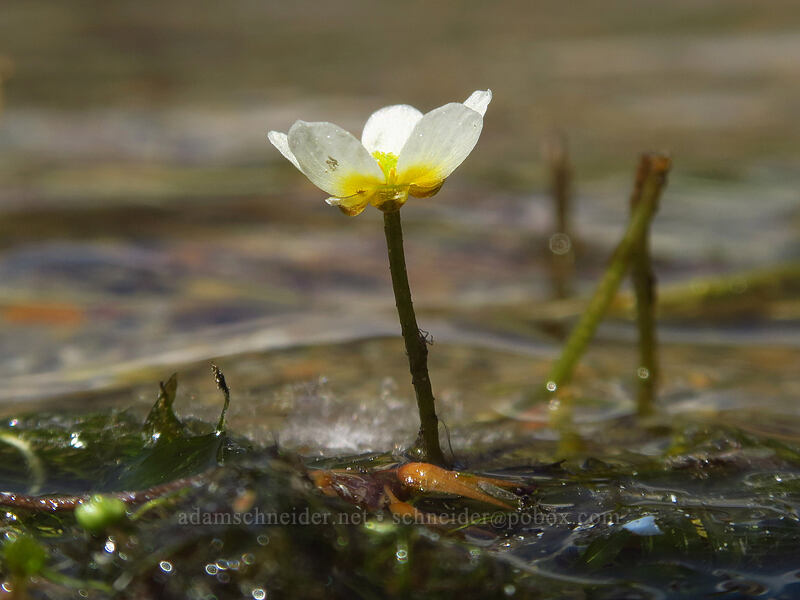 white water buttercup (Ranunculus aquatilis var. diffusus (Ranunculus trichophyllus)) [North Lake, Inyo National Forest, Inyo County, California]