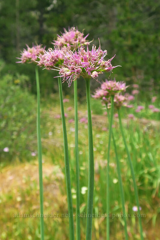 swamp onions, fading (Allium validum) [Eastern Brook Lakes Trail, John Muir Wilderness, Inyo County, California]