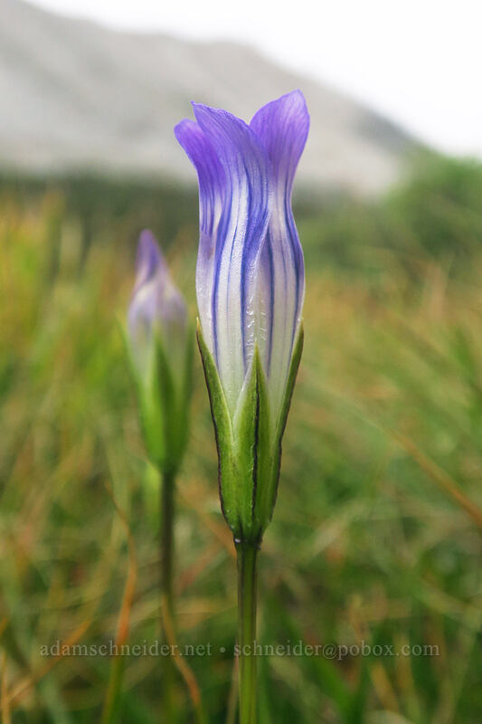 Sierra gentian (Gentianopsis holopetala (Gentiana holopetala)) [Eastern Brook Lakes Trail, John Muir Wilderness, Inyo County, California]