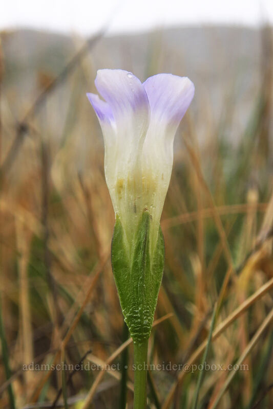 unusually pale Sierra gentian (Gentianopsis holopetala (Gentiana holopetala)) [Eastern Brook Lakes Trail, John Muir Wilderness, Inyo County, California]