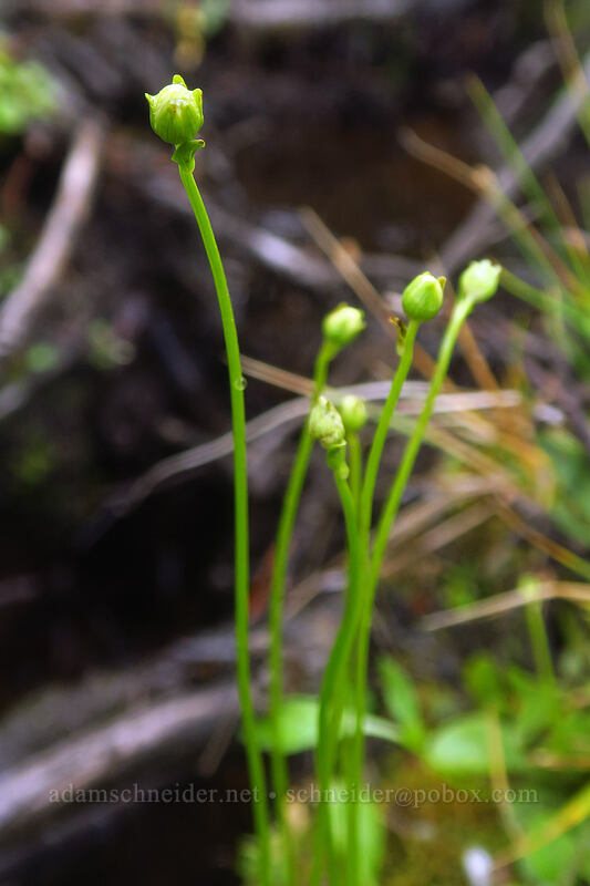marsh grass-of-Parnassus, budding (Parnassia palustris (Parnassia californica)) [Little Lakes Trail, John Muir Wilderness, Inyo County, California]