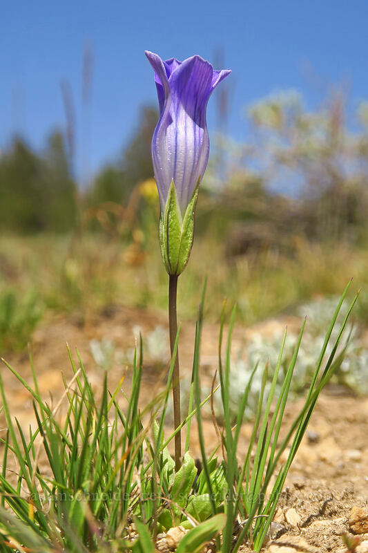 Sierra gentian (Gentianopsis holopetala (Gentiana holopetala)) [Horseshoe Meadow, Golden Trout Wilderness, Inyo County, California]