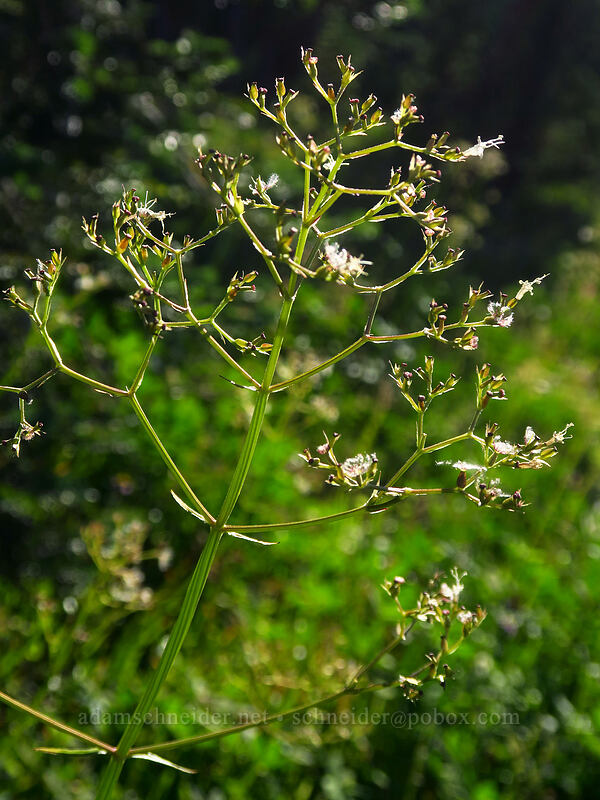Sitka valerian, going to seed (Valeriana sitchensis) [High Camp Trail, Mt. Adams Wilderness, Skamania County, Washington]