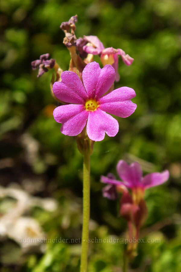 Sierra primrose (Primula suffrutescens) [North Fork Lone Pine Creek Trail, John Muir Wilderness, Inyo County, California]