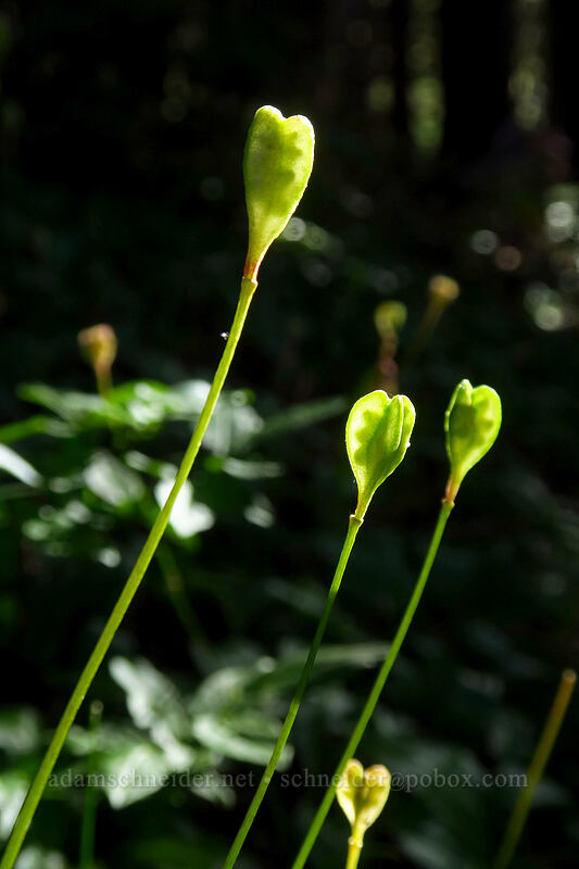 avalanche lily seed-pods (Erythronium montanum) [Timberline Trail, Mt. Hood Wilderness, Hood River County, Oregon]