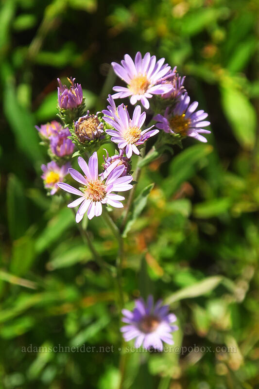 rough-leaf asters (Eurybia radulina (Aster radulinus)) [Thunder Mountain Trail, Squaw Valley, Placer County, California]