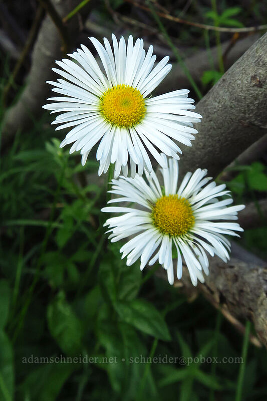 large mountain (Coulter's) fleabane (Erigeron coulteri) [Tahoe Meadow, Humboldt-Toiyabe National Forest, Washoe County, Nevada]