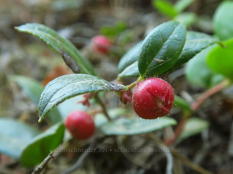Oregon wintergreen (western tea-berry) (Gaultheria ovatifolia) [Rockpile Trail, Willamette National Forest, Lane County, Oregon]
