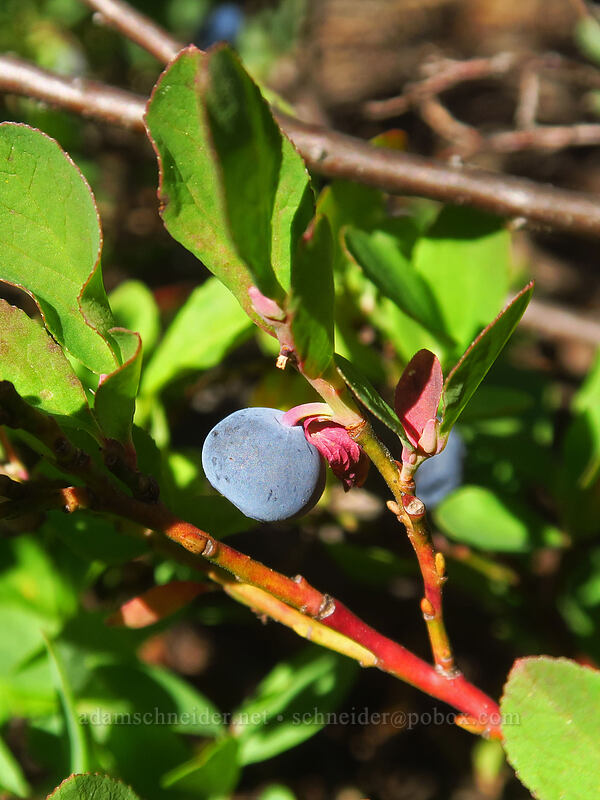dwarf blueberries (Vaccinium caespitosum) [Rockpile Trail, Diamond Peak Wilderness, Lane County, Oregon]