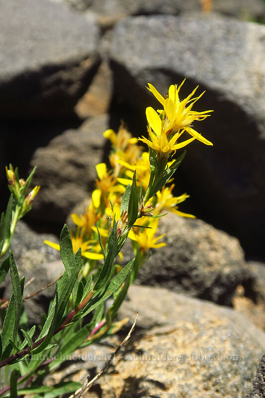 Greene's goldenweed (Ericameria greenei (Haplopappus greenei)) [Diamond Peak summit trail, Diamond Peak Wilderness, Lane County, Oregon]
