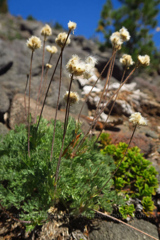 Drummond's anemone seed heads (Anemone drummondii) [Diamond Peak summit trail, Diamond Peak Wilderness, Lane County, Oregon]