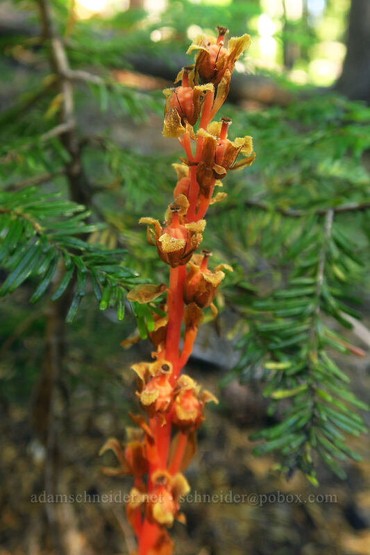 pinesap, going to seed (Monotropa hypopitys) [north of Marie Lake, Diamond Peak Wilderness, Lane County, Oregon]