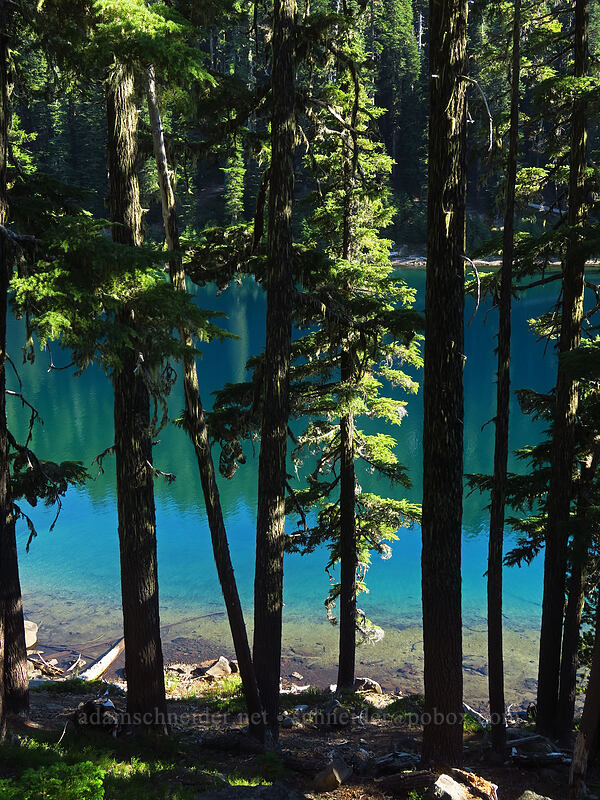 Marie Lake through trees [north of Marie Lake, Diamond Peak Wilderness, Lane County, Oregon]