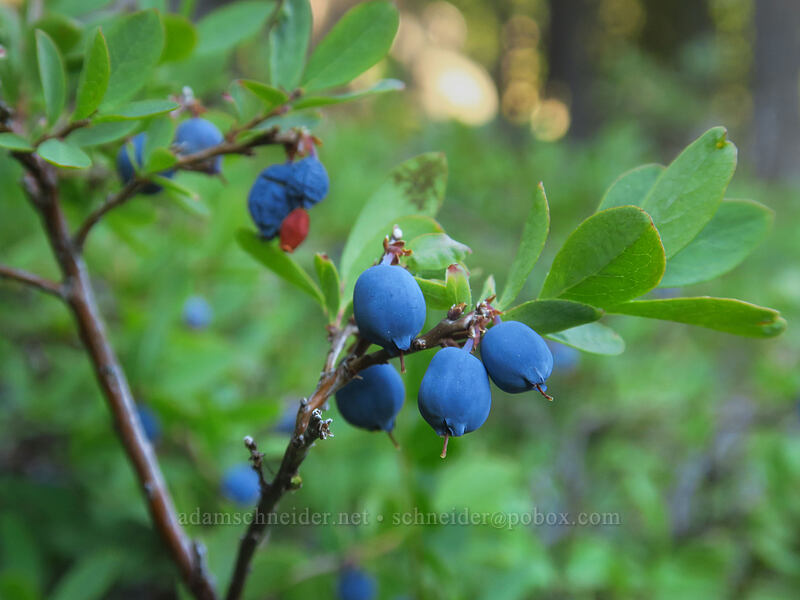 bog blueberries (Vaccinium uliginosum) [Marie Lake, Diamond Peak Wilderness, Lane County, Oregon]