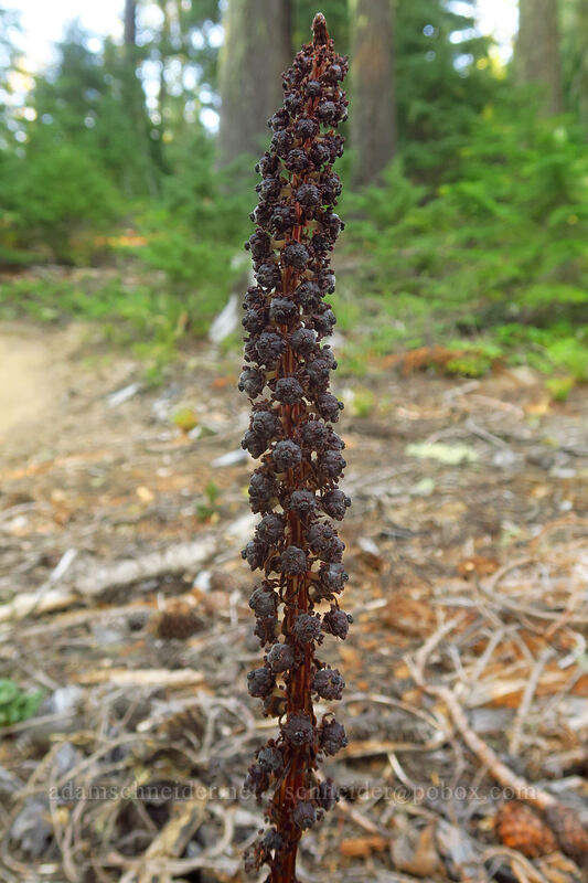 sugarstick, going to seed (Allotropa virgata) [Rockpile Trail, Diamond Peak Wilderness, Lane County, Oregon]