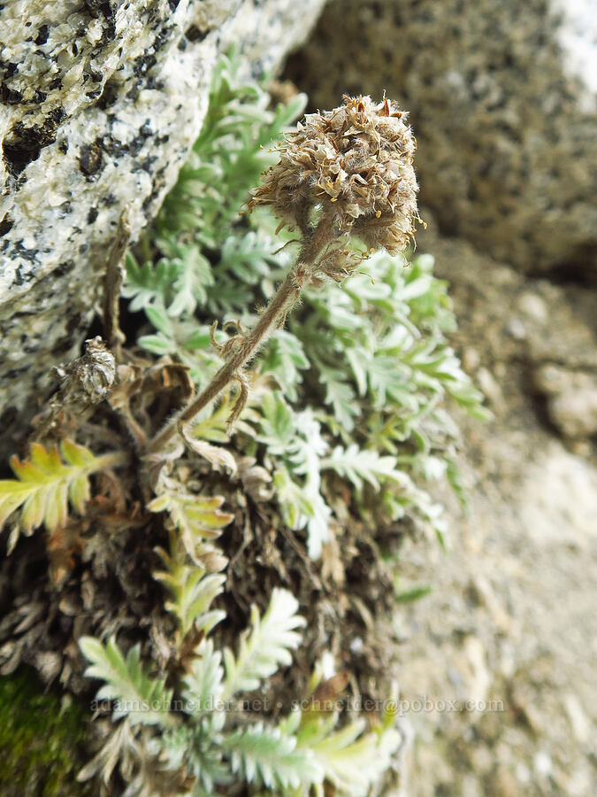 silky phacelia, gone to seed (Phacelia sericea) [below Aasgard Pass, Alpine Lakes Wilderness, Chelan County, Washington]