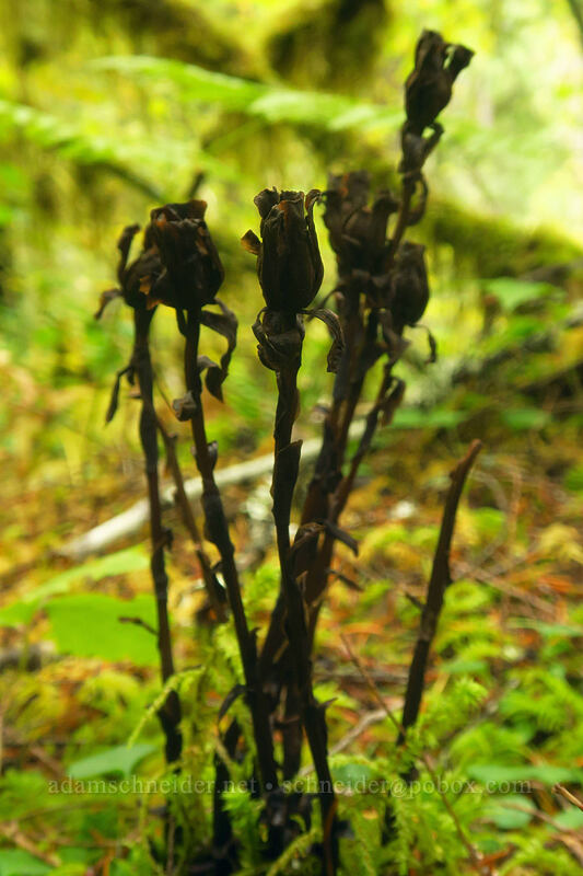 Indian pipe, gone to seed (Monotropa uniflora) [Curly Creek Falls Trail, Gifford Pinchot National Forest, Skamania County, Washington]