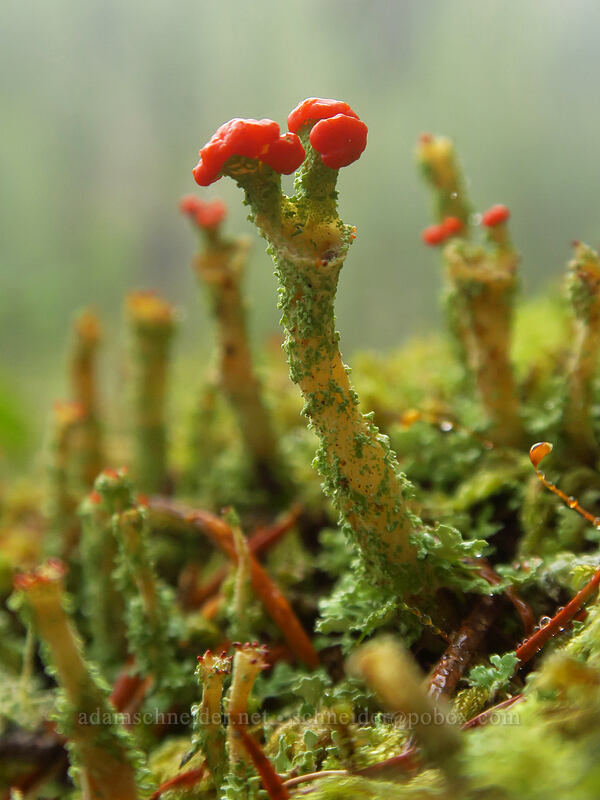 red-topped pixie-cup lichen (Cladonia sp.) [Big Creek Falls Trail, Gifford Pinchot National Forest, Skamania County, Washington]