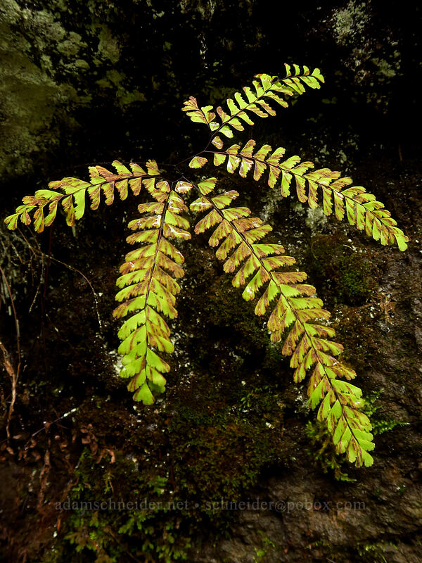 maiden-hair fern, fading (Adiantum aleuticum) [Lewis River Trail, Gifford Pinchot National Forest, Skamania County, Washington]