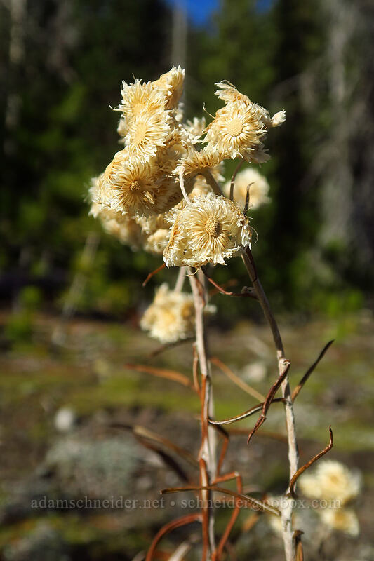 pearly everlasting, gone to seed (Anaphalis margaritacea) [White River Canyon, Mt. Hood Wilderness, Hood River County, Oregon]