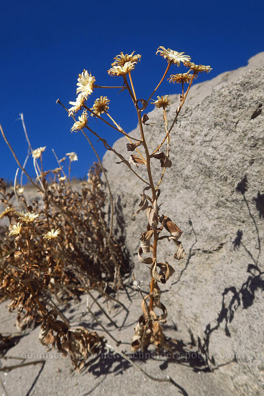 goldenbush, gone to seed (Ericameria sp.) [White River Canyon, Mt. Hood Wilderness, Hood River County, Oregon]