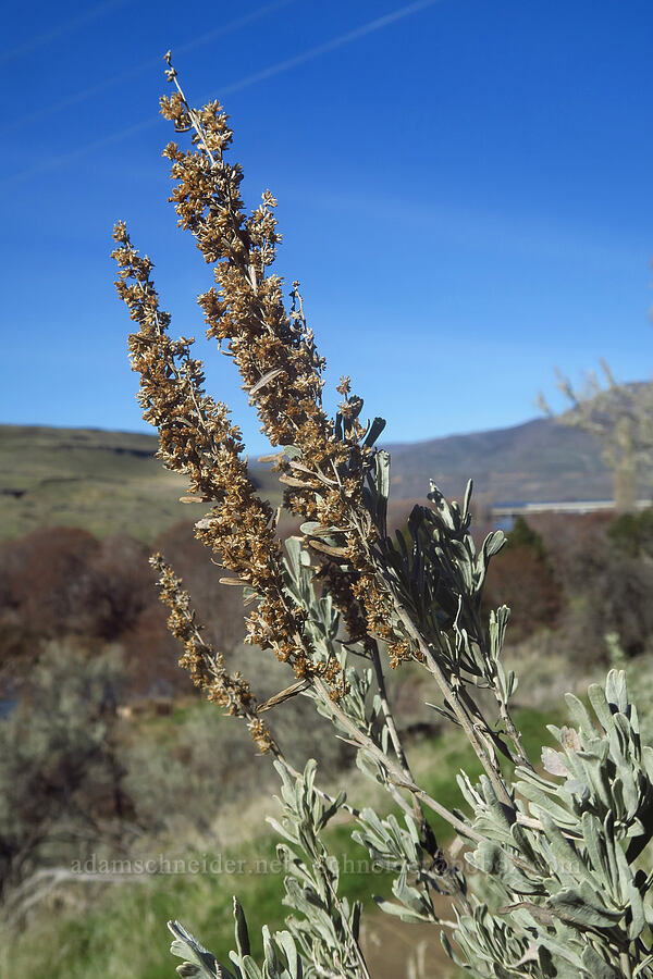 last year's sagebrush flowers (Artemisia tridentata) [Riverview Trail, Deschutes River State Recreation Area, Sherman County, Oregon]