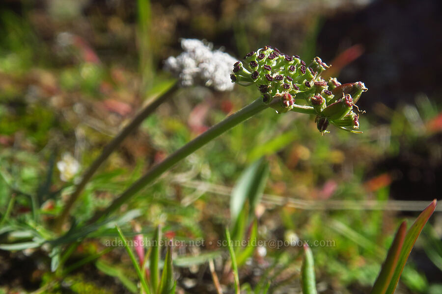 salt-and-pepper desert parsley, going to seed (Lomatium gormanii) [Ferry Springs Trail, Deschutes River State Recreation Area, Sherman County, Oregon]