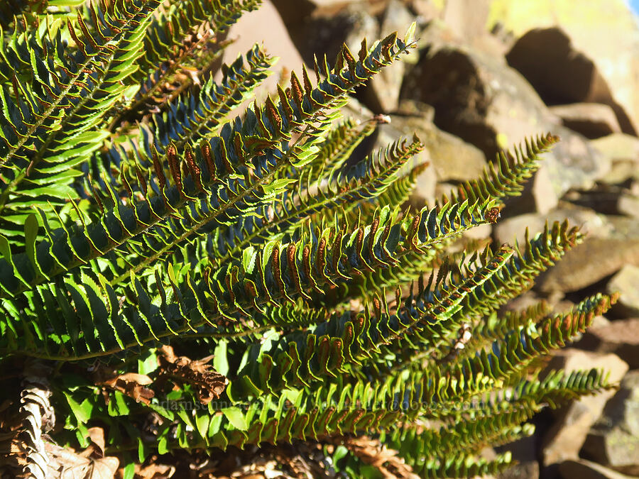 narrow-leaved sword fern (Polystichum imbricans) [Lyle Convict Road, Klickitat County, Washington]