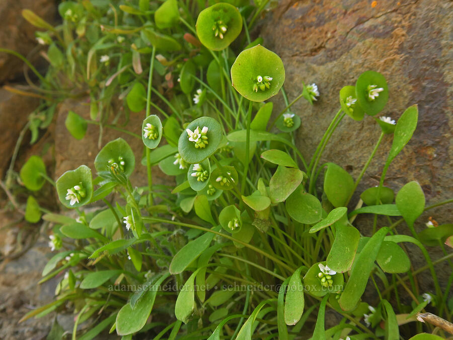 miner's lettuce (Claytonia perfoliata ssp. intermontana) [Lost Corral Trail, Cottonwood Canyon State Park, Gilliam County, Oregon]