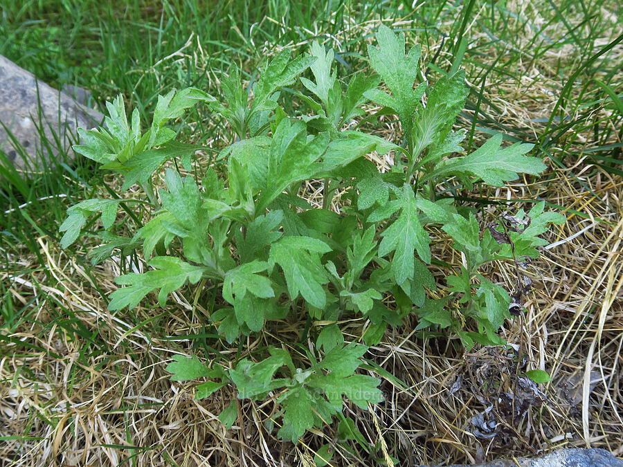 Douglas' sagewort leaves (Artemisia douglasiana) [above Lost Corral Trail, Cottonwood Canyon State Park, Gilliam County, Oregon]