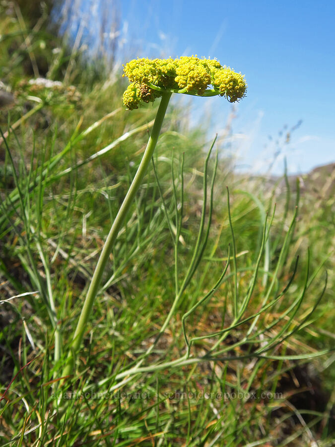 nine-leaf desert parsley (Lomatium triternatum) [above Lost Corral Trail, Cottonwood Canyon State Park, Gilliam County, Oregon]
