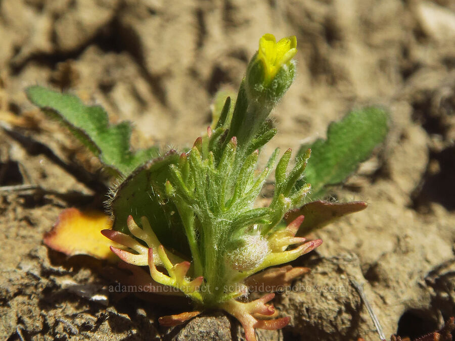 bur buttercup (Ceratocephala testiculata (Ranunculus testiculatus)) [Esau Canyon, Cottonwood Canyon State Park, Gilliam County, Oregon]