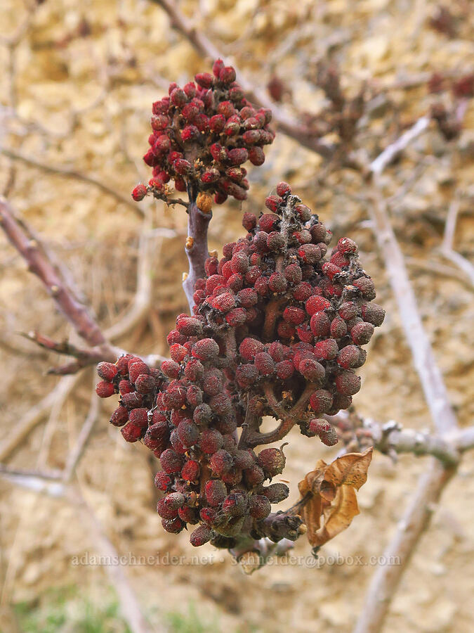 western sumac berries (Rhus glabra) [Lost Corral Trail, Cottonwood Canyon State Park, Gilliam County, Oregon]