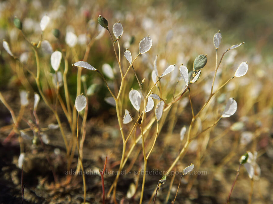 spring draba seed-pods (Draba verna) [Sage Knob Trail, Cottonwood Canyon State Park, Sherman County, Oregon]