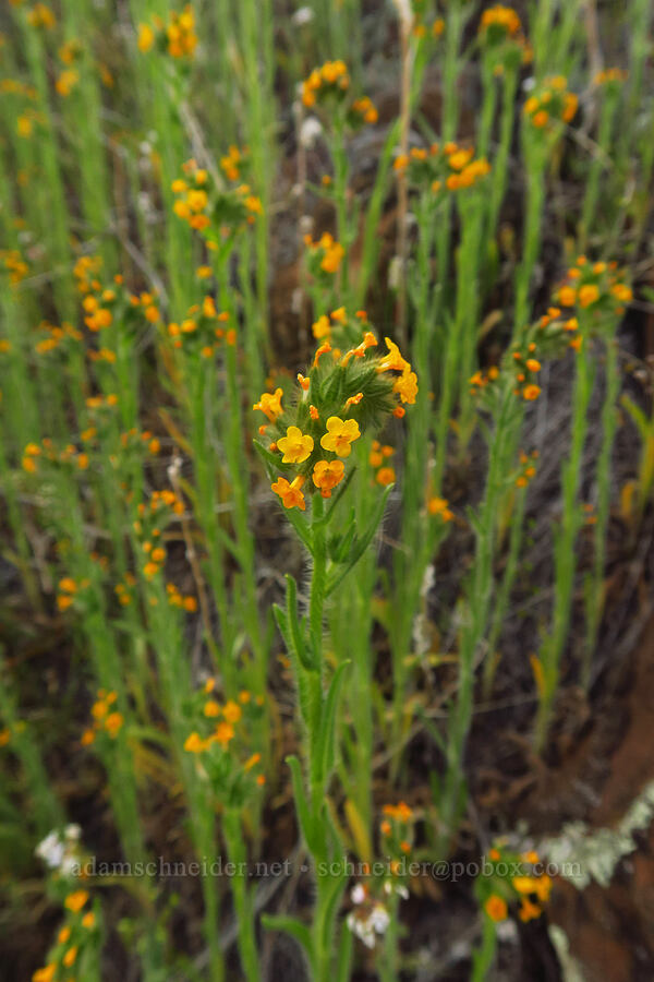 bugloss fiddleneck (Amsinckia lycopsoides) [Starvation Lane, Cottonwood Canyon State Park, Sherman County, Oregon]