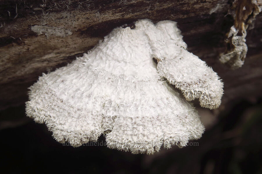 split-gill mushroom (Schizophyllum commune) [Liberty Hill, St. Helens, Columbia County, Oregon]