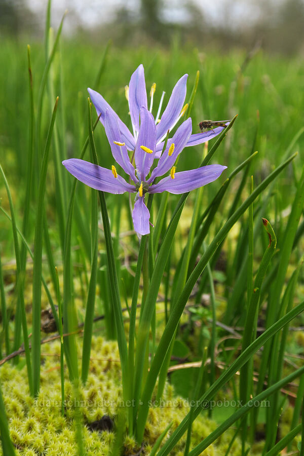 camas (and a flower fly) (Camassia quamash) [Liberty Hill, St. Helens, Columbia County, Oregon]