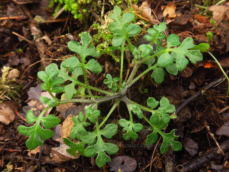 small-flowered nemophila leaves (Nemophila parviflora) [Liberty Hill, St. Helens, Columbia County, Oregon]