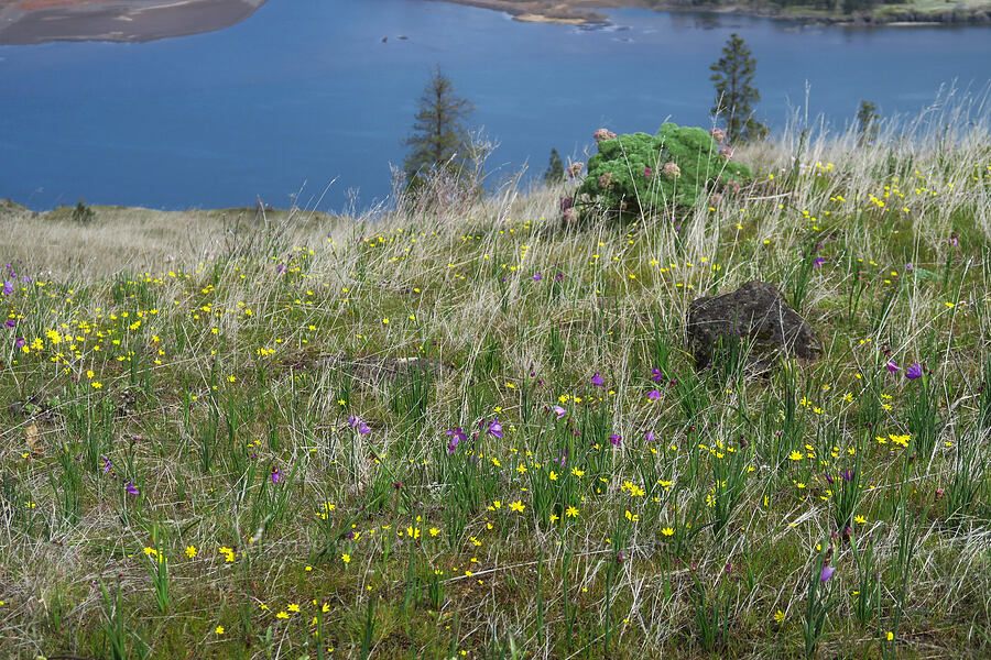 gold stars & grass-widows (Crocidium multicaule, Olsynium douglasii) [Rowena Plateau, Wasco County, Oregon]