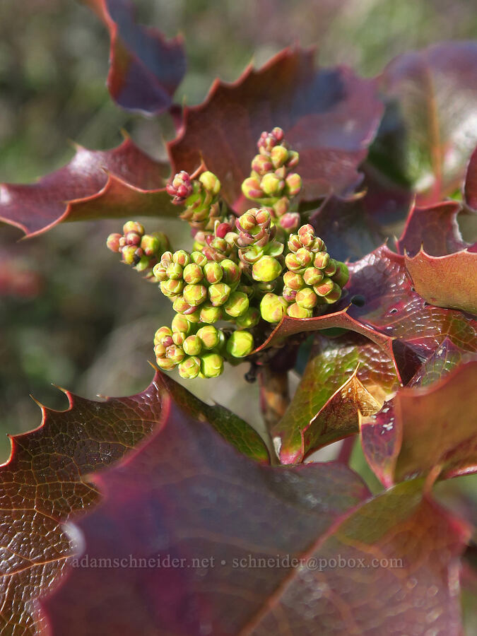 tall Oregon-grape, budding (Mahonia aquifolium (Berberis aquifolium)) [Rowena Dell, Wasco County, Oregon]
