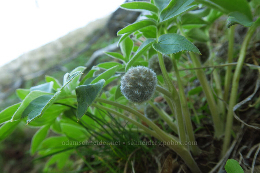 ball-head waterleaf (Hydrophyllum capitatum var. thompsonii) [Devil's Gap, Columbia Hills State Park, Klickitat County, Washington]