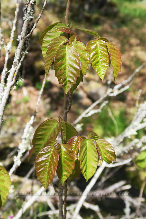 poison-oak/poison-ivy hybrid (Toxicodendron diversilobum x rydbergii) [Catherine Creek, Klickitat County, Washington]